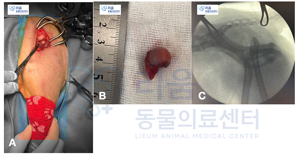 강아지 고관절 탈구 수술 후기 및 재활 치료 방법 — 사진 6
