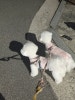 송파 애견미용 소프티: 강아지 솜봄이 테디베어컷 후기 — 사진 13