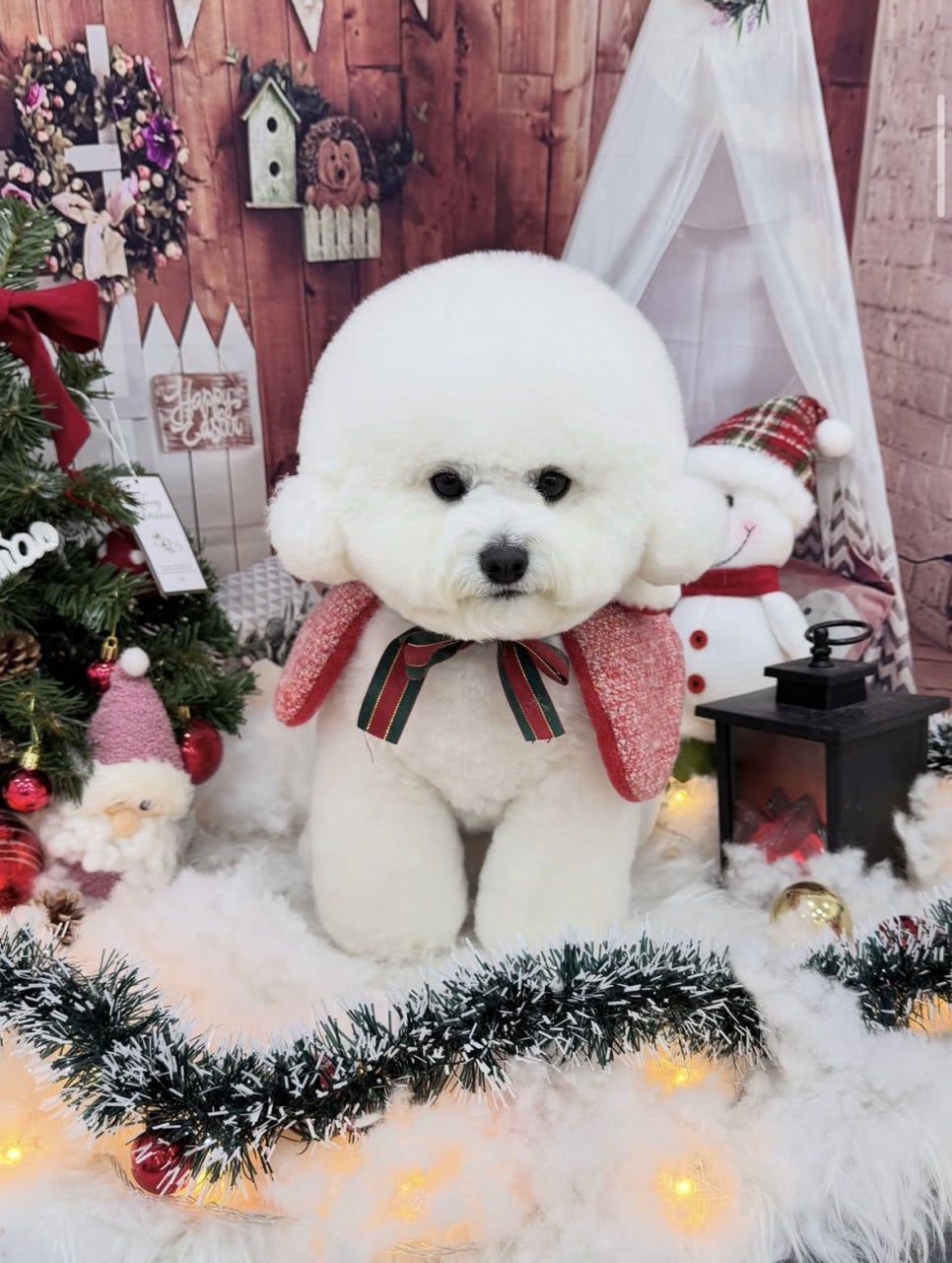 서초 강아지 미용: 스타일별 커트와 비용 안내 — 사진 6