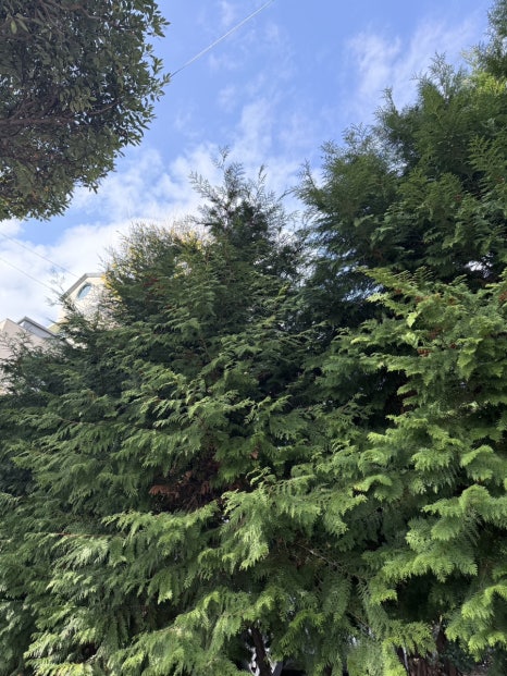 약촌삼계탕 사진 7