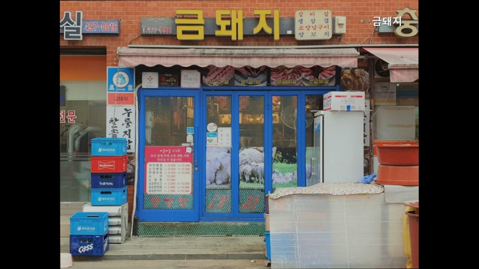 금돼지 사진 5