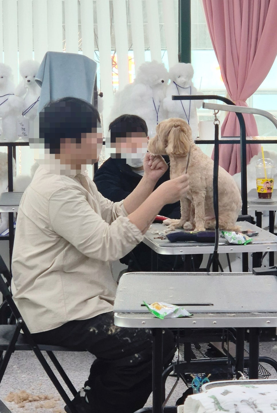 노원 애견미용학원, 이바우펫 선택 이유와 후기 — 사진 4
