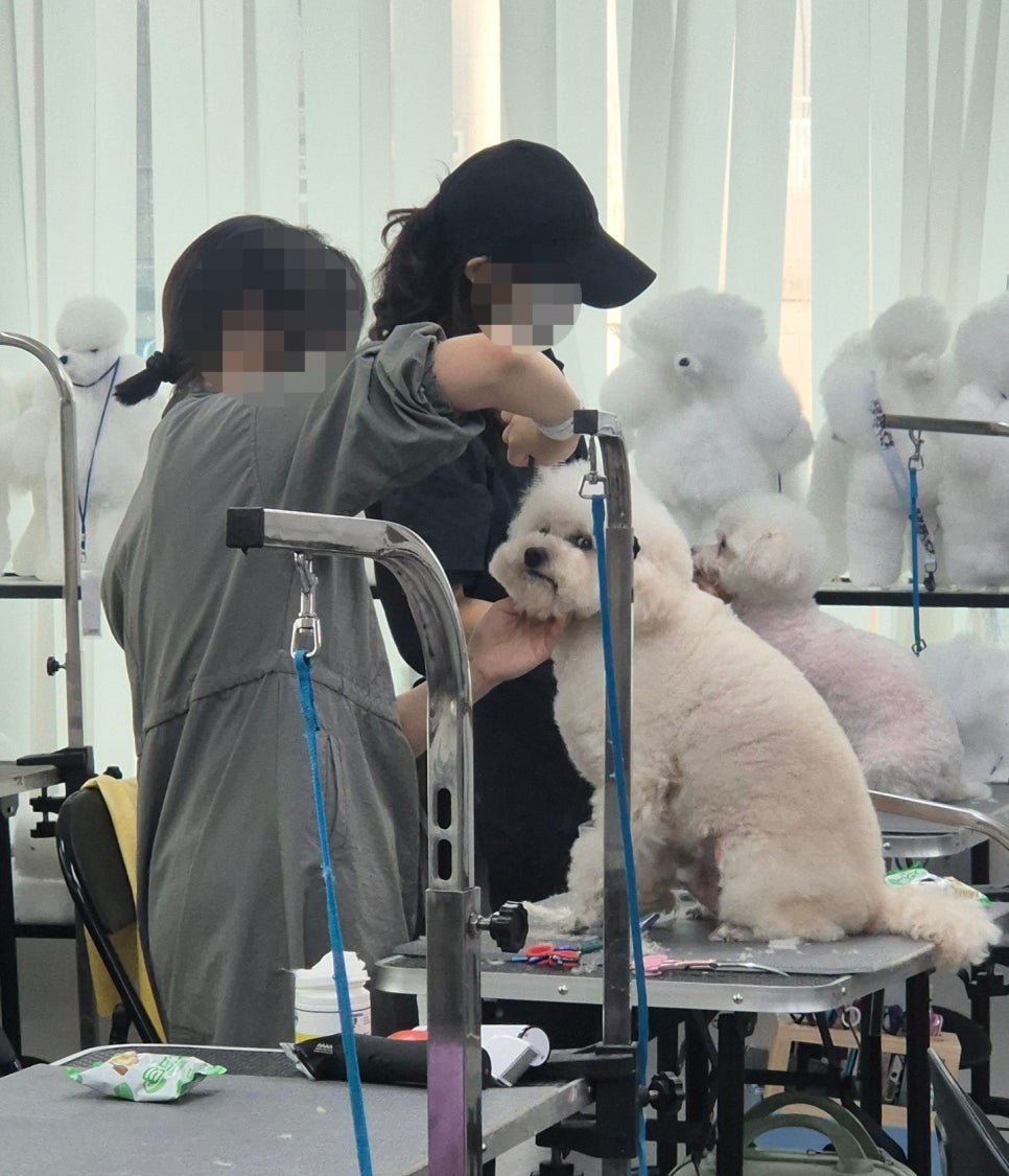 노원 애견미용학원, 이바우펫 선택 이유와 후기