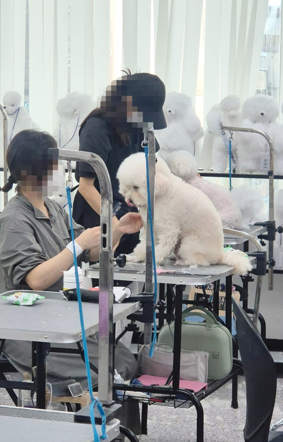 노원 애견미용학원, 이바우펫 선택 이유와 후기 — 사진 3