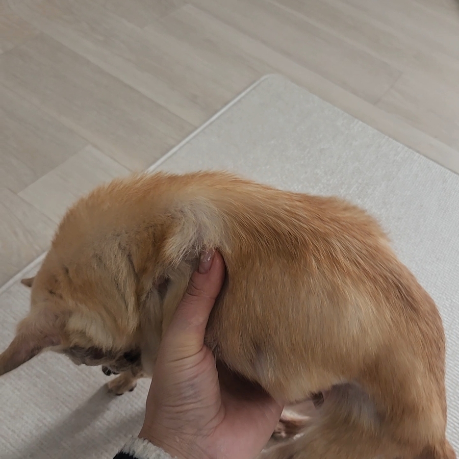 인천 부평 치와와 방문 펫시터: 보리 홈케어 후기 — 사진 6