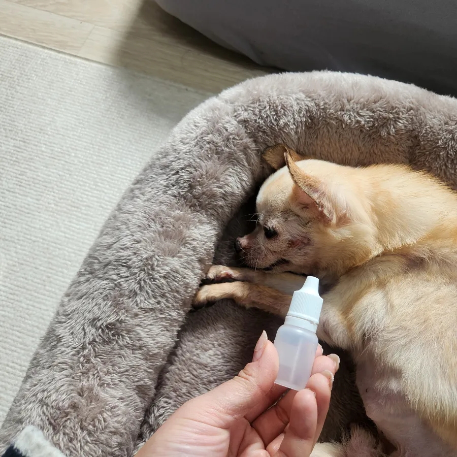 인천 부평 치와와 방문 펫시터: 보리 홈케어 후기 — 사진 9