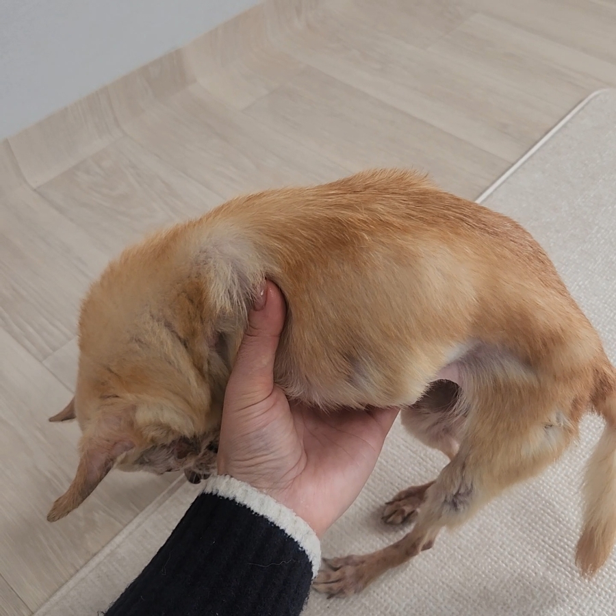 인천 부평 치와와 방문 펫시터: 보리 홈케어 후기 — 사진 5