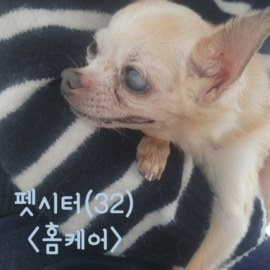 인천 부평 치와와 방문 펫시터: 보리 홈케어 후기 — 사진 2