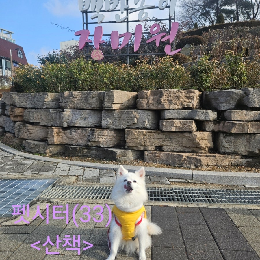 부천 폼피츠 산책 케어 펫시터 방문 후기 — 사진 2