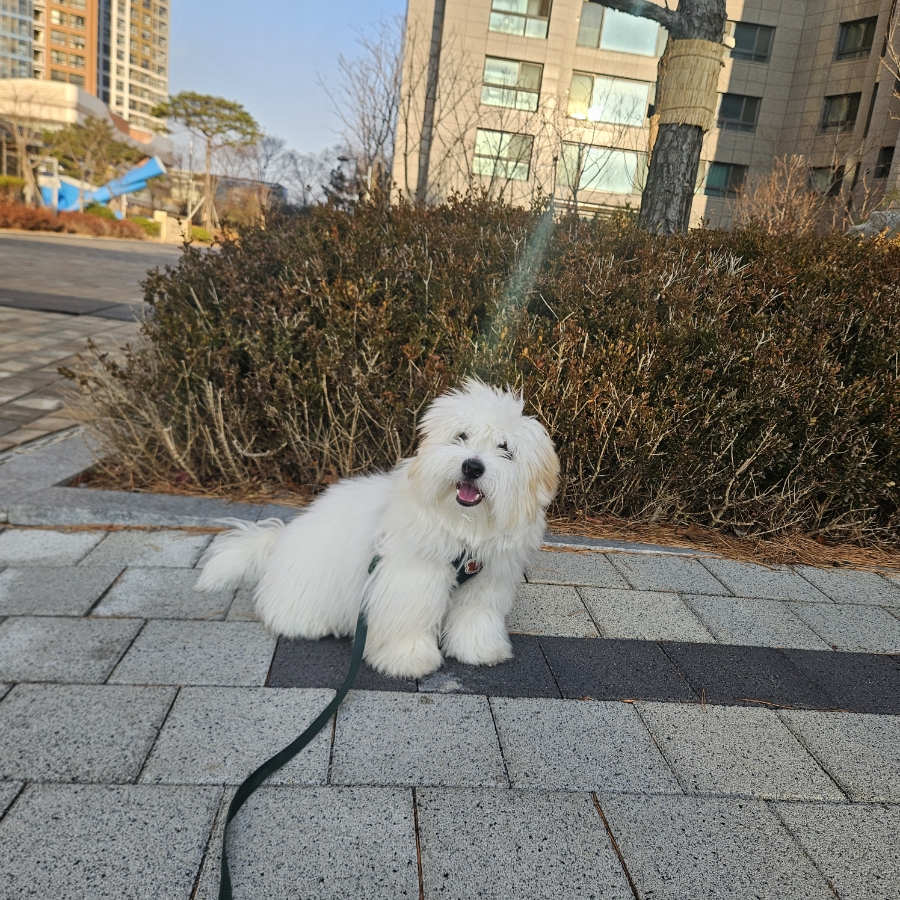 인천 송도 꼬똥 산책케어 펫시터 방문 후기 — 사진 12