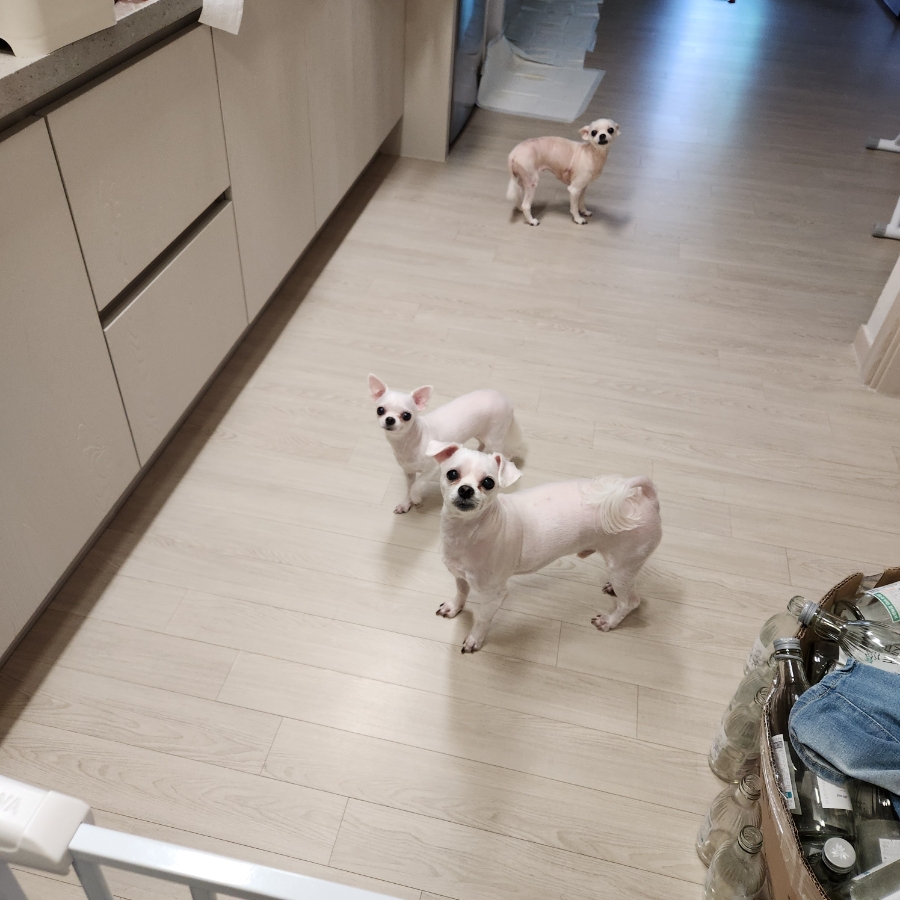 인천 부평 말티즈 방문 펫시터: 산책 & 케어 후기 — 사진 3