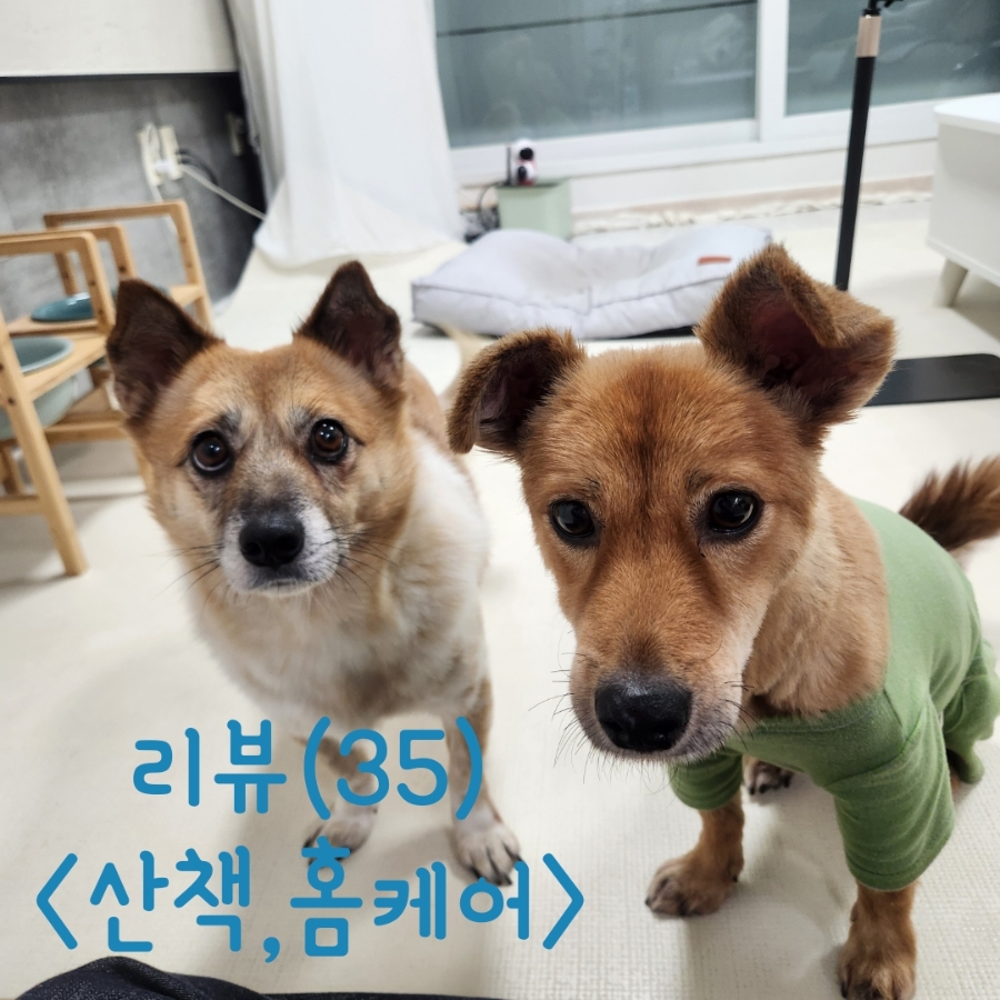 인천 부평 방문 펫시터: 믹스견 카이·앨리 산책 돌봄 후기 — 사진 2