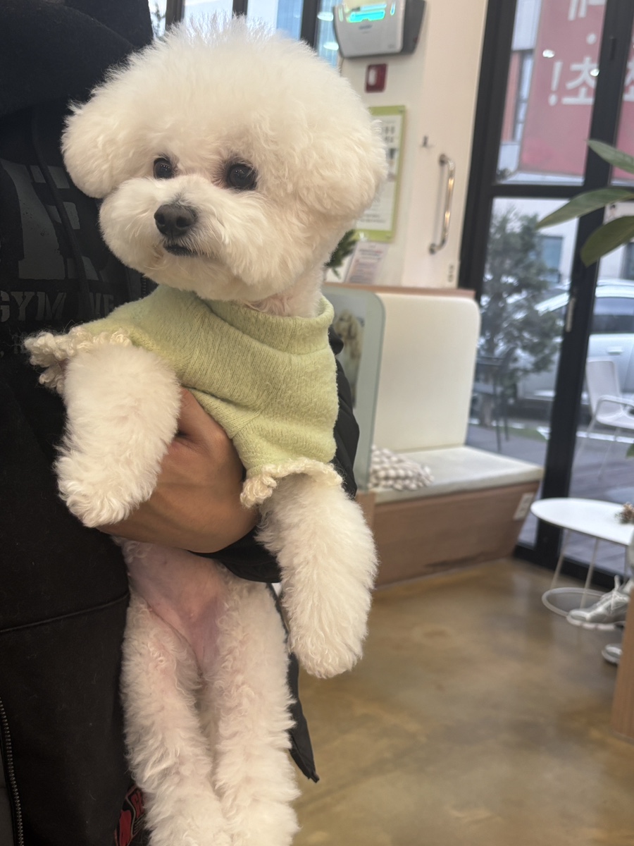 안양 강아지 건강검진 후기: 안양본동물의료센터 비용 및 결과 — 사진 13