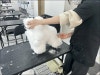 분당 강아지미용학원, 자격증 취득 후기 및 비용 — 사진 3