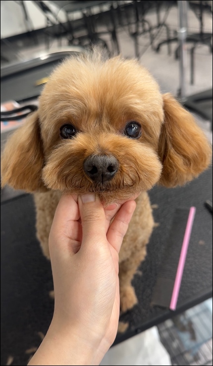 부산 강아지 미용 학원: 수강료, 취업, 창업 지원 완벽 가이드 — 사진 4