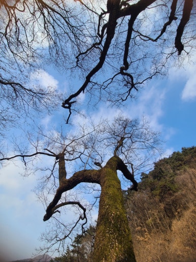 단양 풀꽃나무펜션 이미지