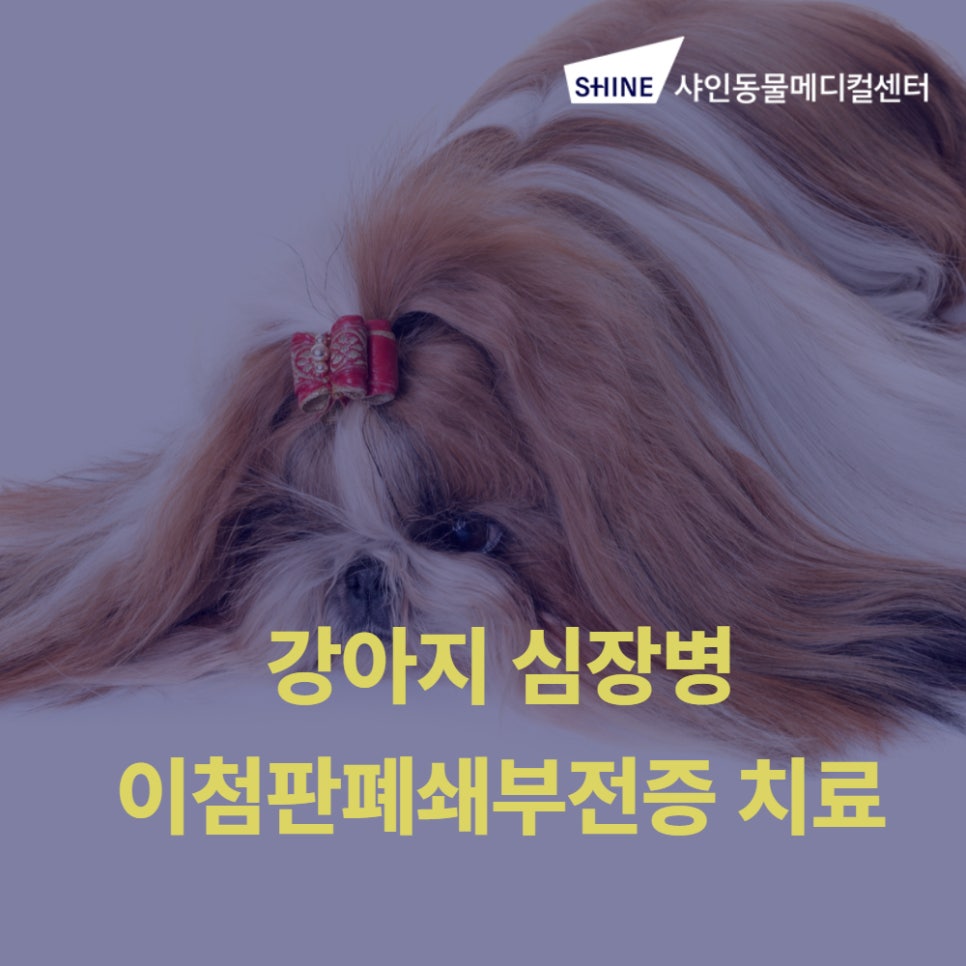 강아지 이첨판폐쇄부전증, 송파 샤인동물병원 치료 후기 — 사진 1