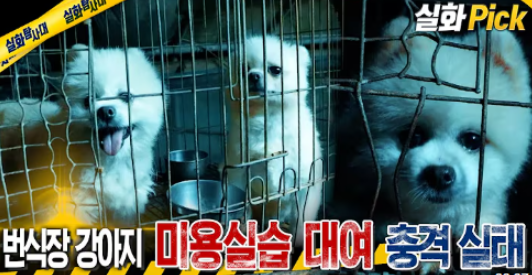 김포 애견미용학원: 자격증 기간, 수강료, 실습 후기 — 사진 5