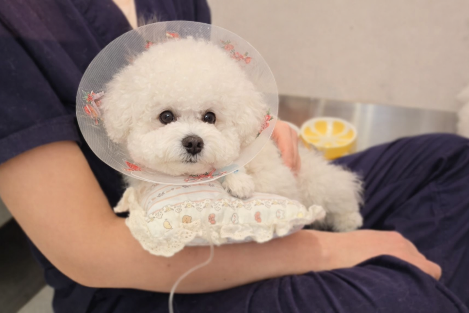 강아지 비만세포종 수술, 비용과 회복 과정 상세 안내 — 사진 6