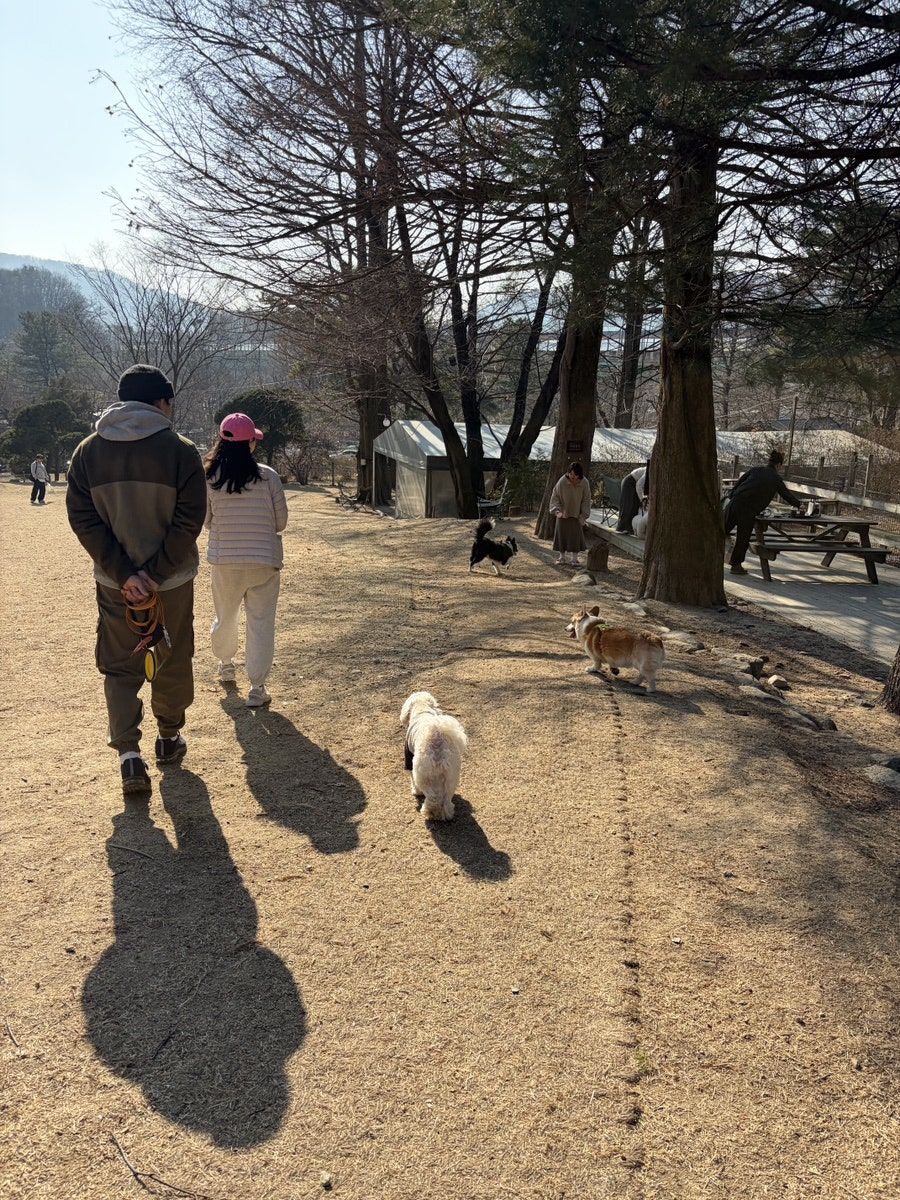서울 근교 애견카페 & 운동장 추천 TOP 3 — 사진 6