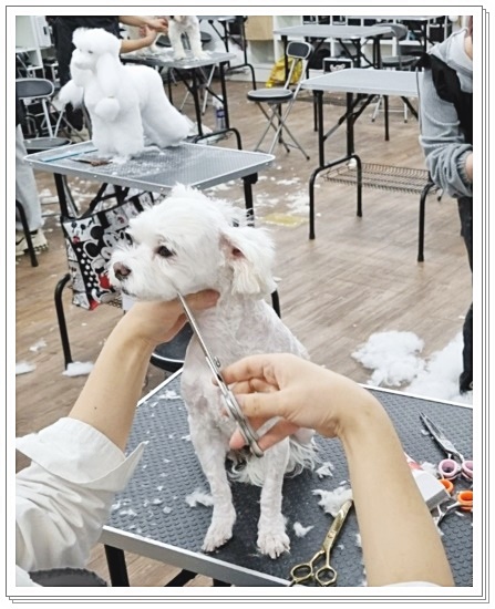 대구 애견미용학원: 수강료, 커리큘럼, 취업까지 완벽 가이드 — 사진 3