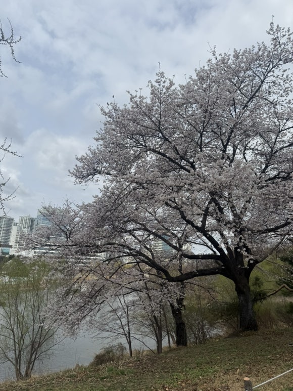 오륜명동칼국수 사진 5