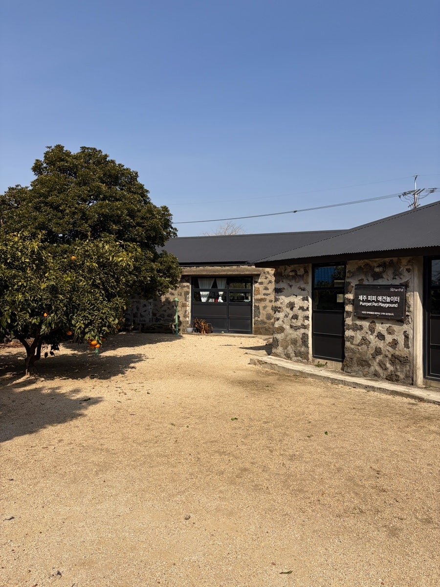 제주 퍼펫쇼룸 애견운동장, 3천원 입장료로 신나게! — 사진 4