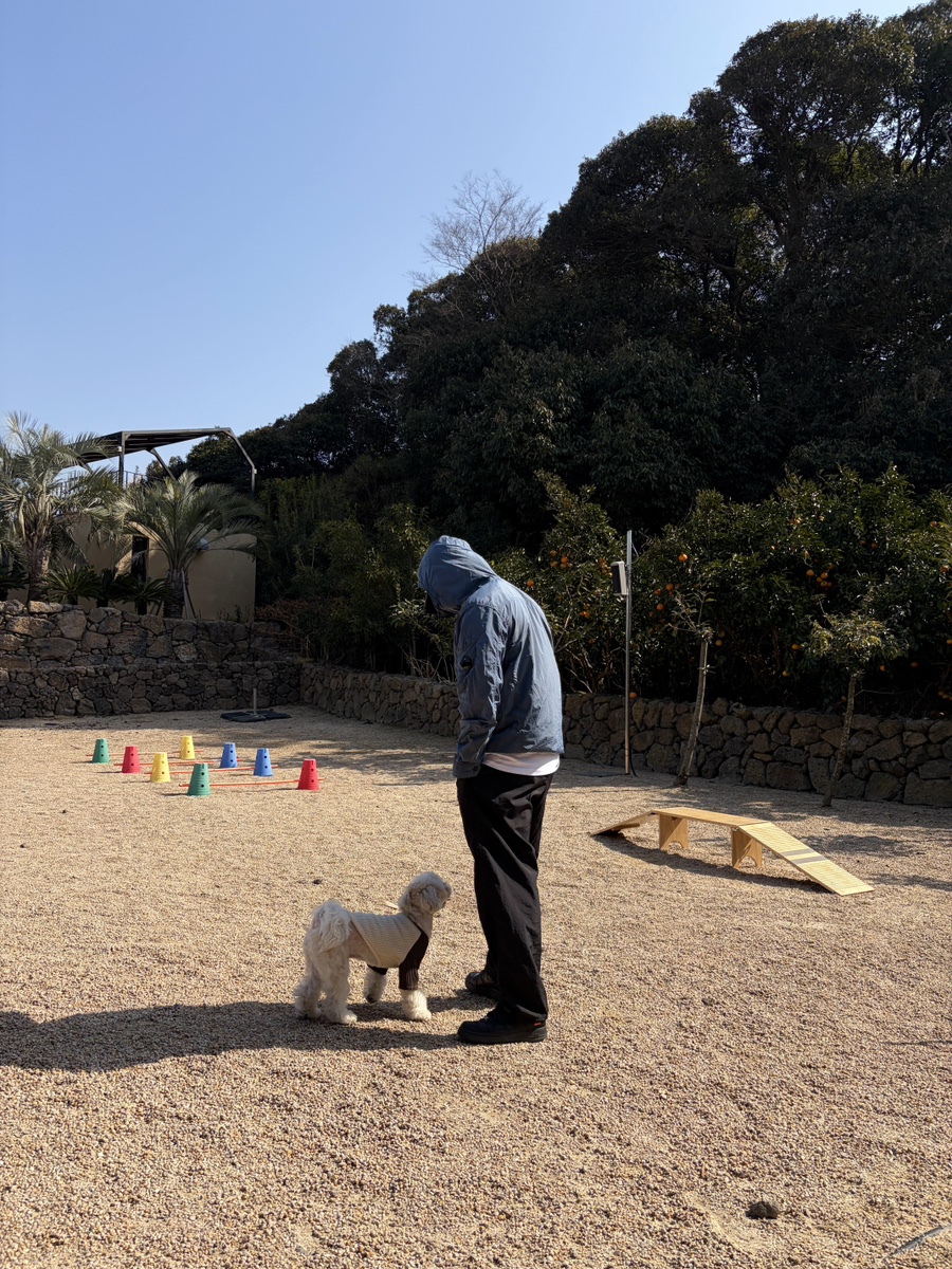 제주 퍼펫쇼룸 애견운동장, 3천원 입장료로 신나게! — 사진 15