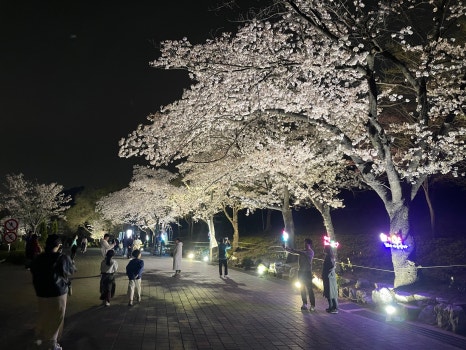 브로콜리 지역정보 관련 사진 6