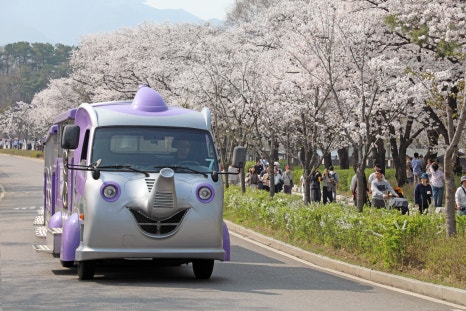 브로콜리 지역정보 관련 사진 3