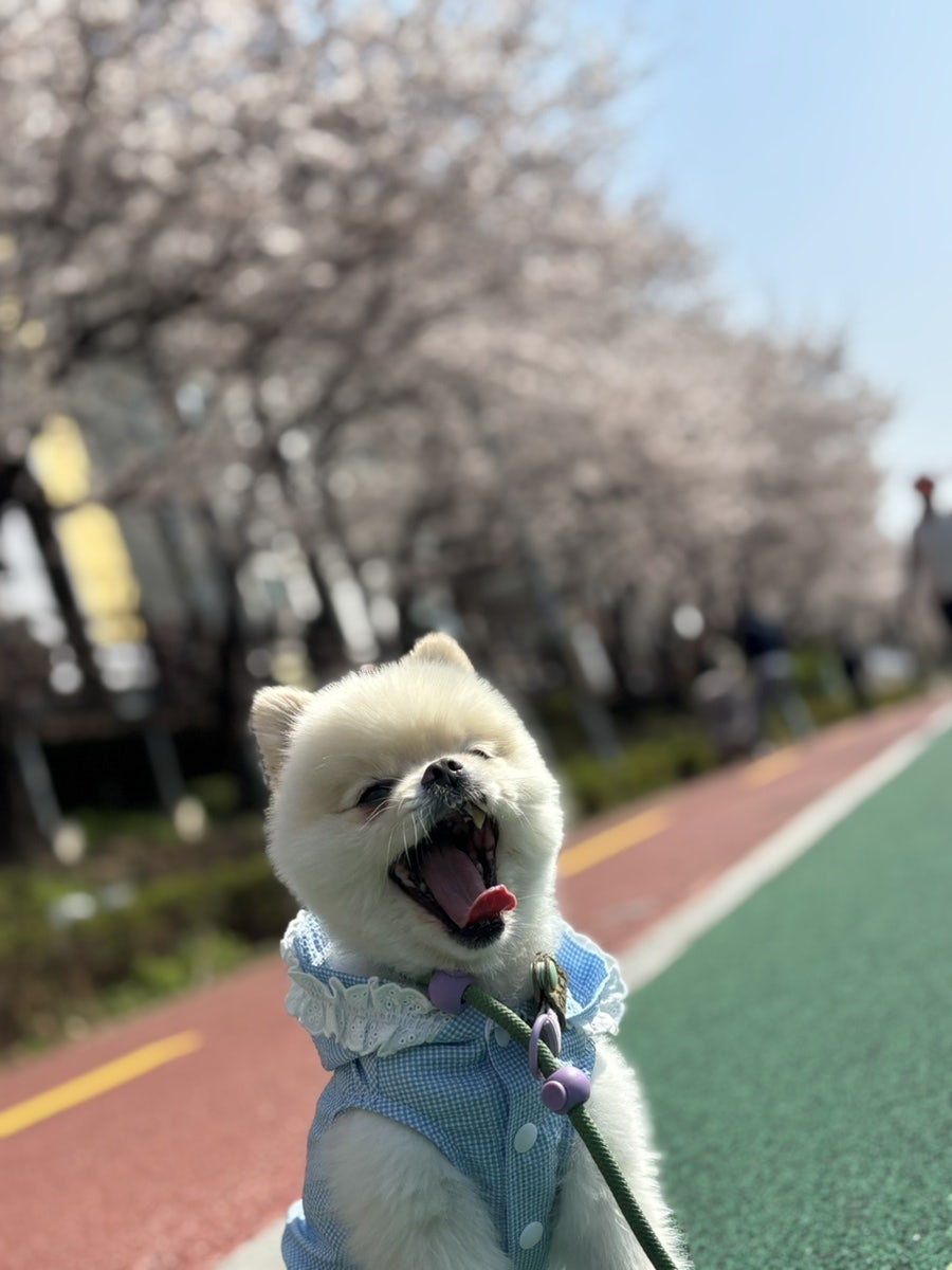 은평 불광천 벚꽃축제, 반려견과 함께하는 봄 산책 코스 추천 — 사진 4
