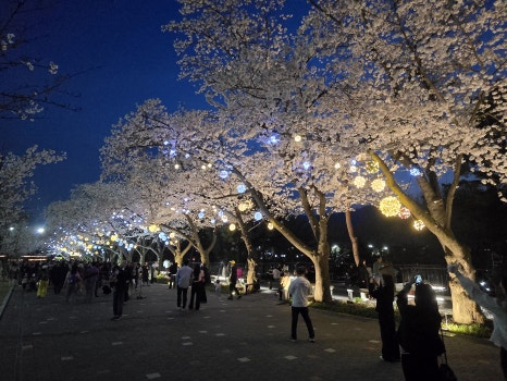 브로콜리 지역정보 관련 사진 7