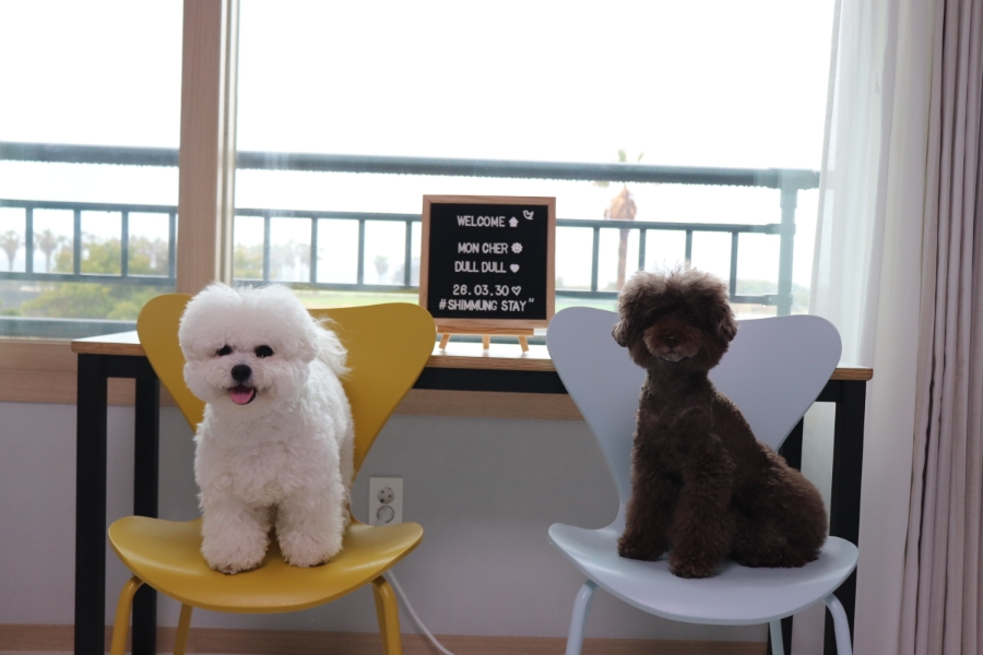 제주 모슬포항 애견펜션, 강아지 운동장 숙소 '쉼멍스테이' 후기 — 사진 11