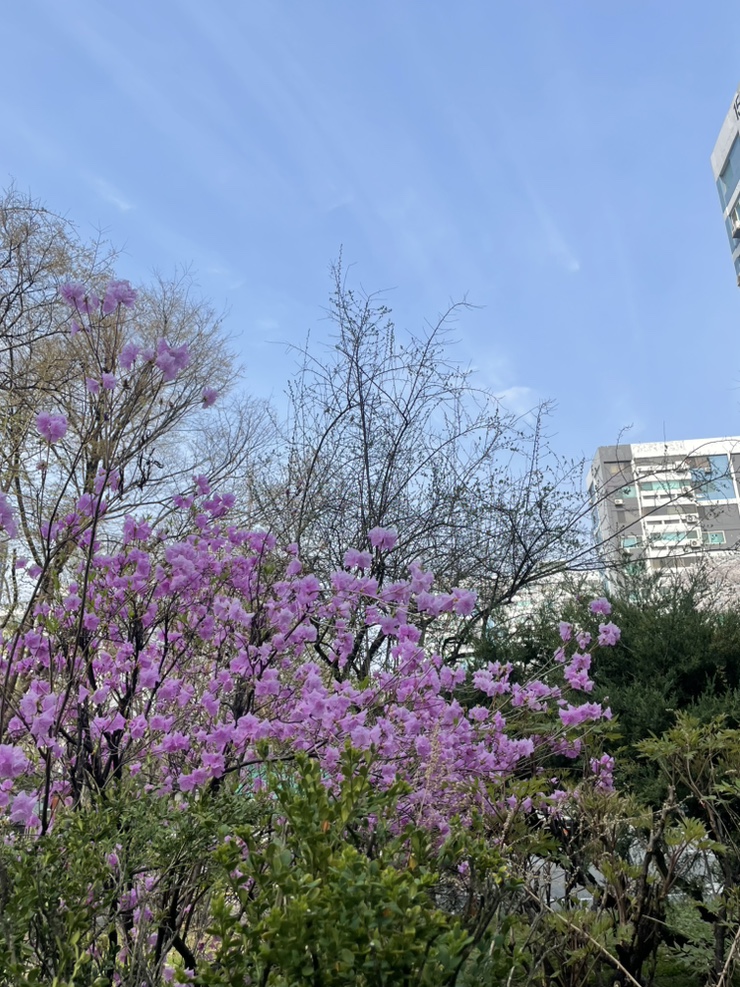 다른꽈배기 사진 8