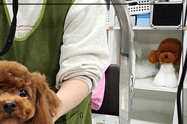 부산 강아지 미용 학원 수강료 지원 및 후기 — 사진 7