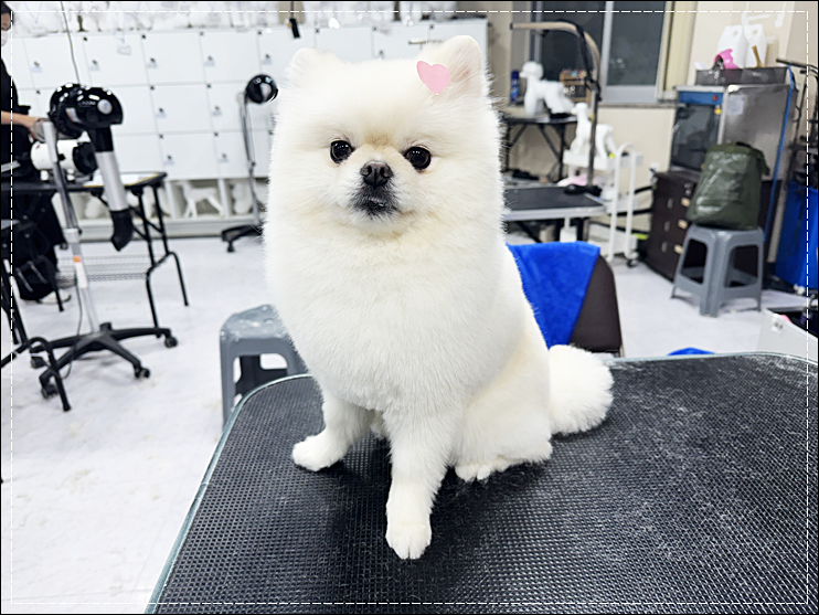 부산 강아지 미용 학원 수강료 지원 및 후기 — 사진 3