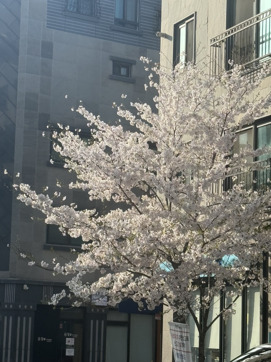 하우스크림 사진 2