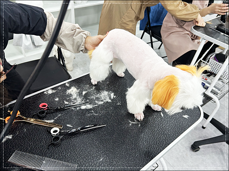 대전 강아지 미용 학원 수강료 지원 및 자격증 합격 후기 — 사진 5