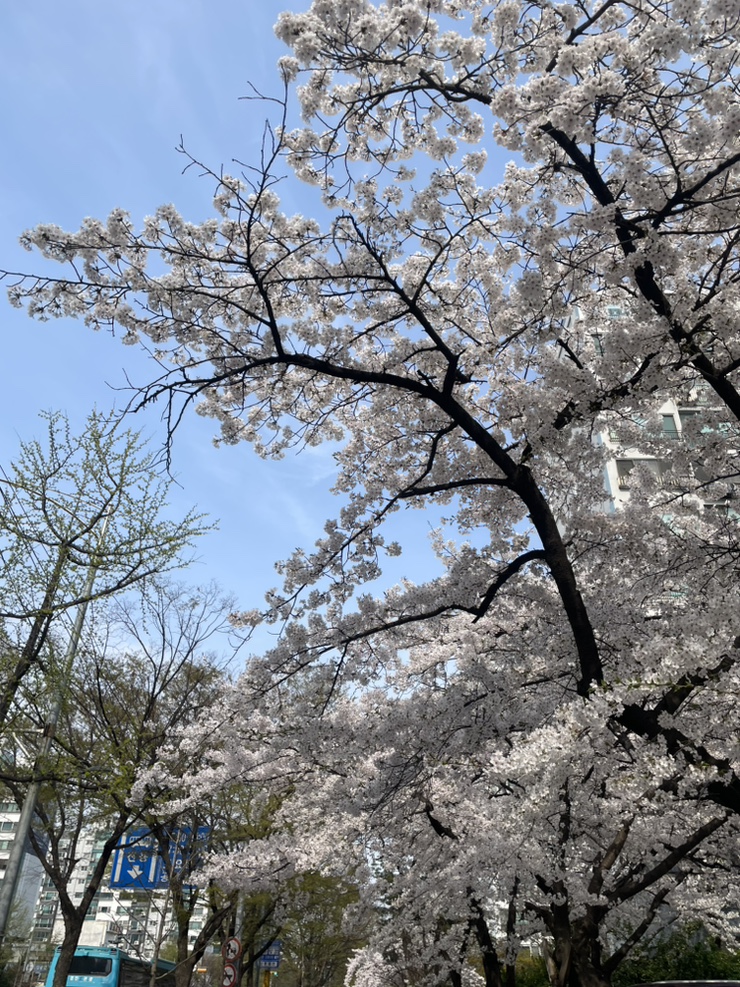 다른꽈배기 사진 6