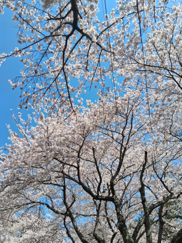 오니기리와이규동 제주대점 사진 8