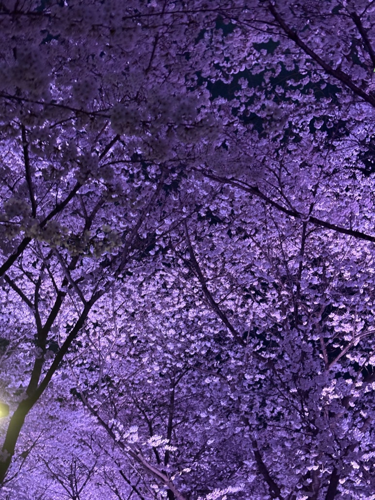 종로빈대떡 석촌점 사진 3