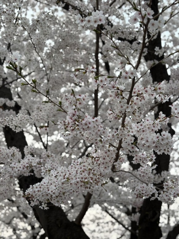 호화대반점 사진 4