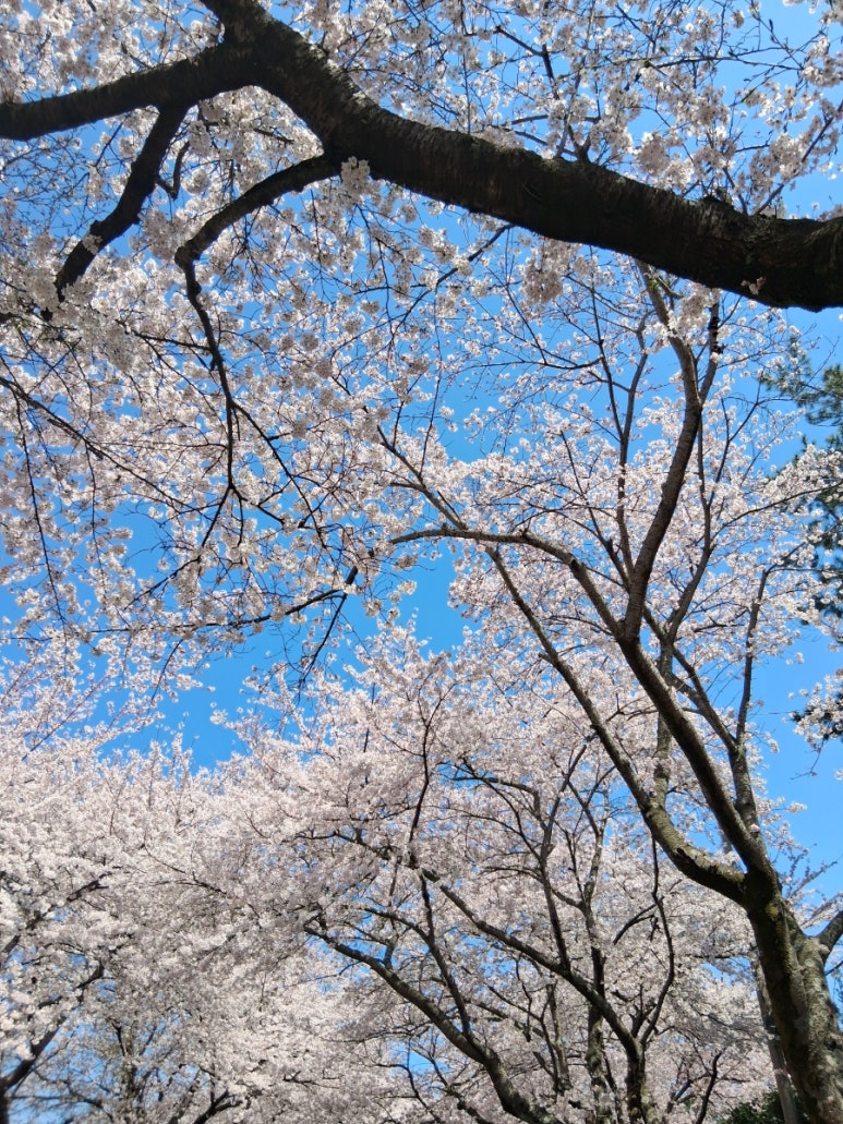 오니기리와이규동 제주대점 사진 3