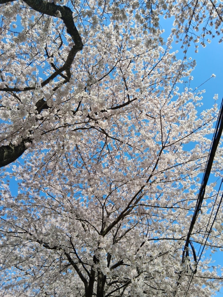 오니기리와이규동 제주대점 사진 2