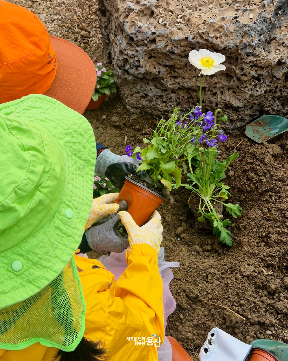 브로콜리 지역정보 관련 사진 4