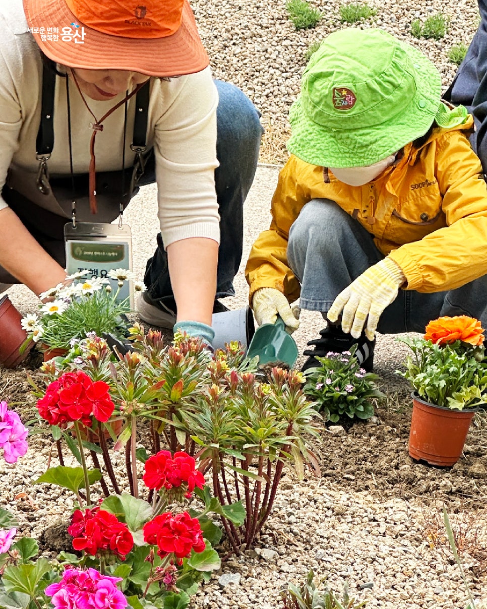 브로콜리 지역정보 관련 사진 6
