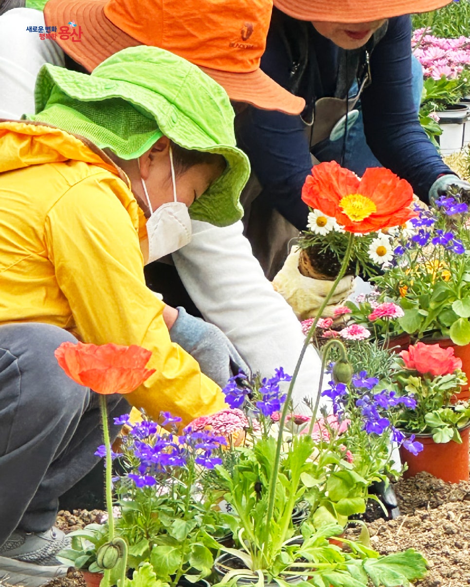 브로콜리 지역정보 관련 사진 5