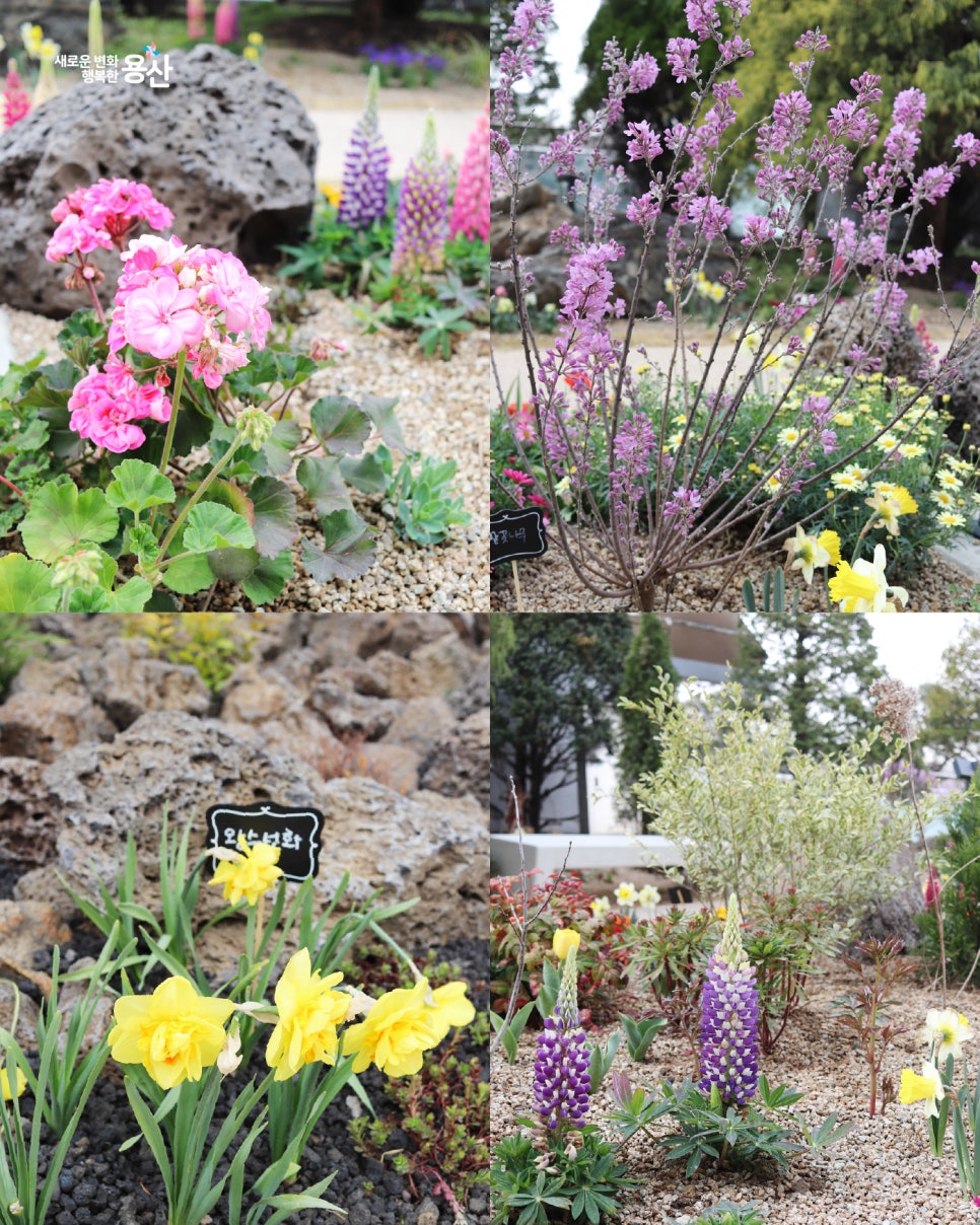 브로콜리 지역정보 관련 사진 10