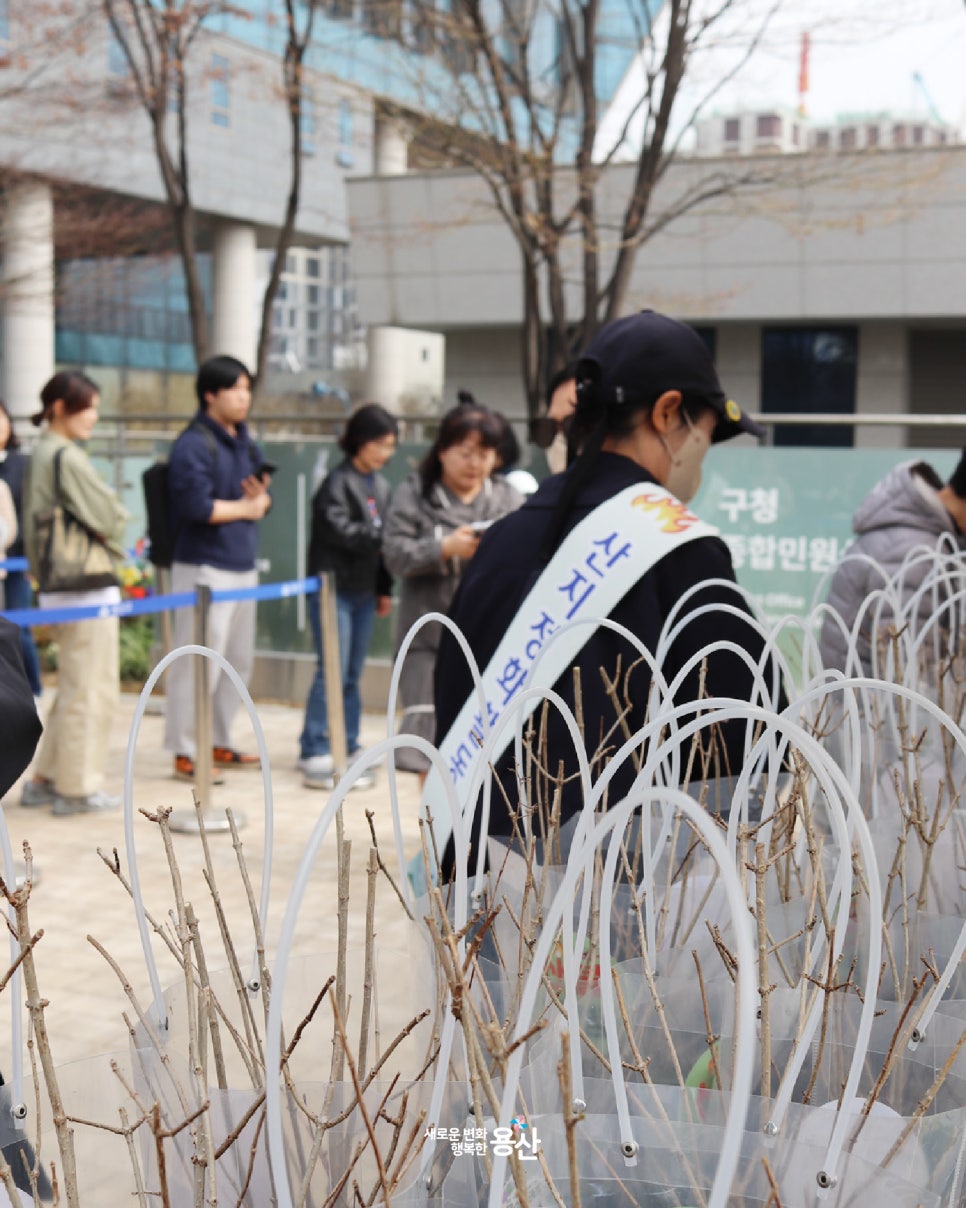 브로콜리 지역정보 관련 사진 7