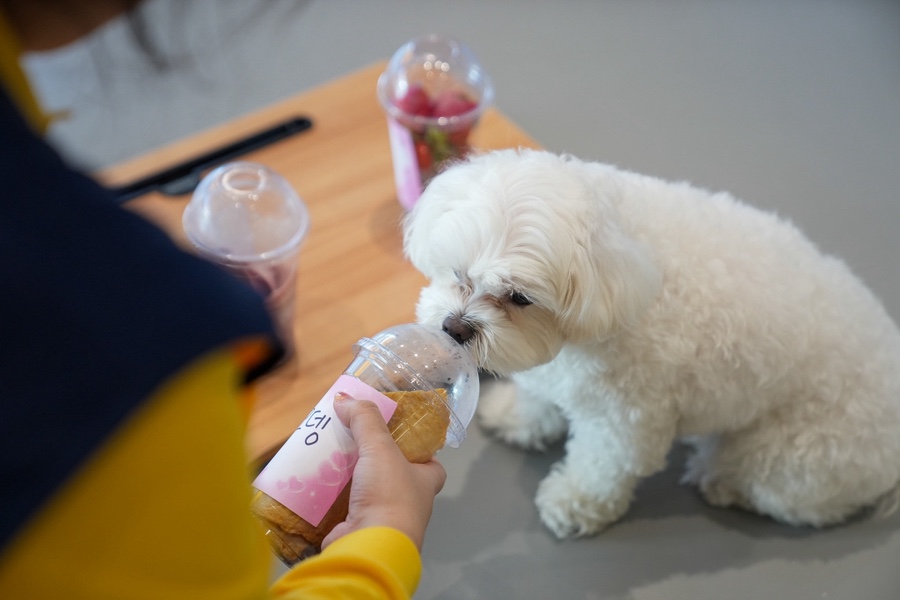 동천동 강아지 유치원 옐레드, 체계적 프로그램과 안전한 시설 — 사진 4